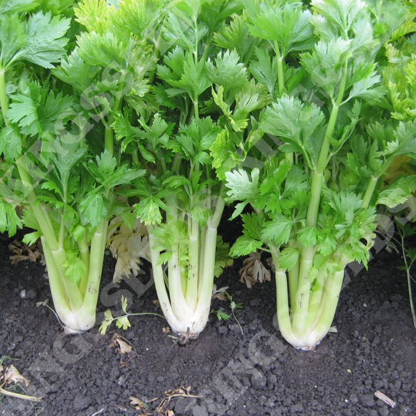 Giant Red Celery Seeds | A leading supplier of vegetable seeds in Essex, UK | Kings