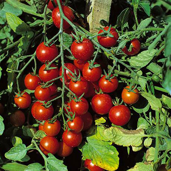 Sweet Million Tomato Seed Grow Your Own Tomatoes Kings Seeds