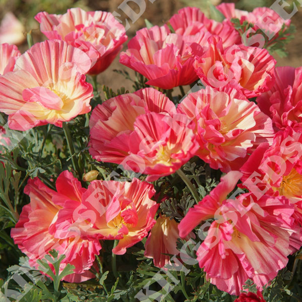 California Poppy Thai Silk Rose Chiffon eschscholzia Californica/apple  Blossom Chiffon 30 Flower Seeds 