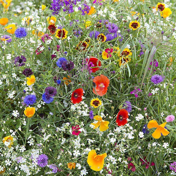 Hardy Annuals Early Flowering Mix | Kings Seeds