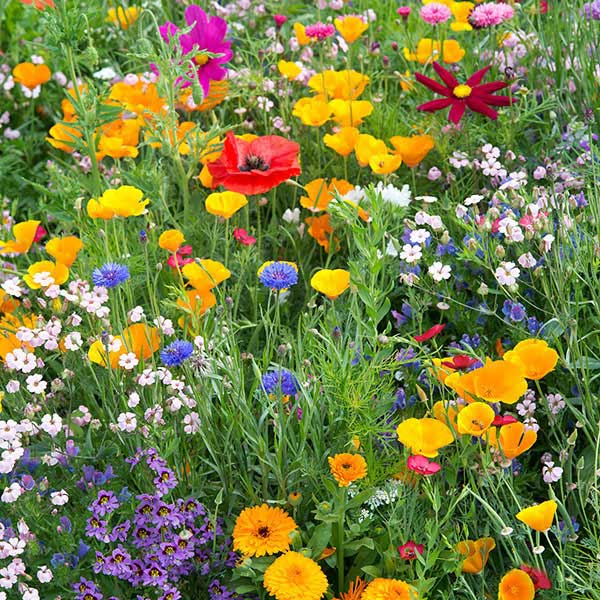 Annual Bee Mix Flowers | Hardy Annuals | Kings Seeds