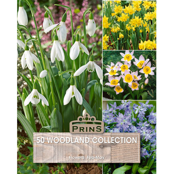 Woodland Bulb Collection for Sale 50 Bulbs Kings Seeds