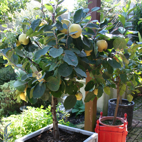 Patio Quince Tree Fruit Trees Kings Seeds