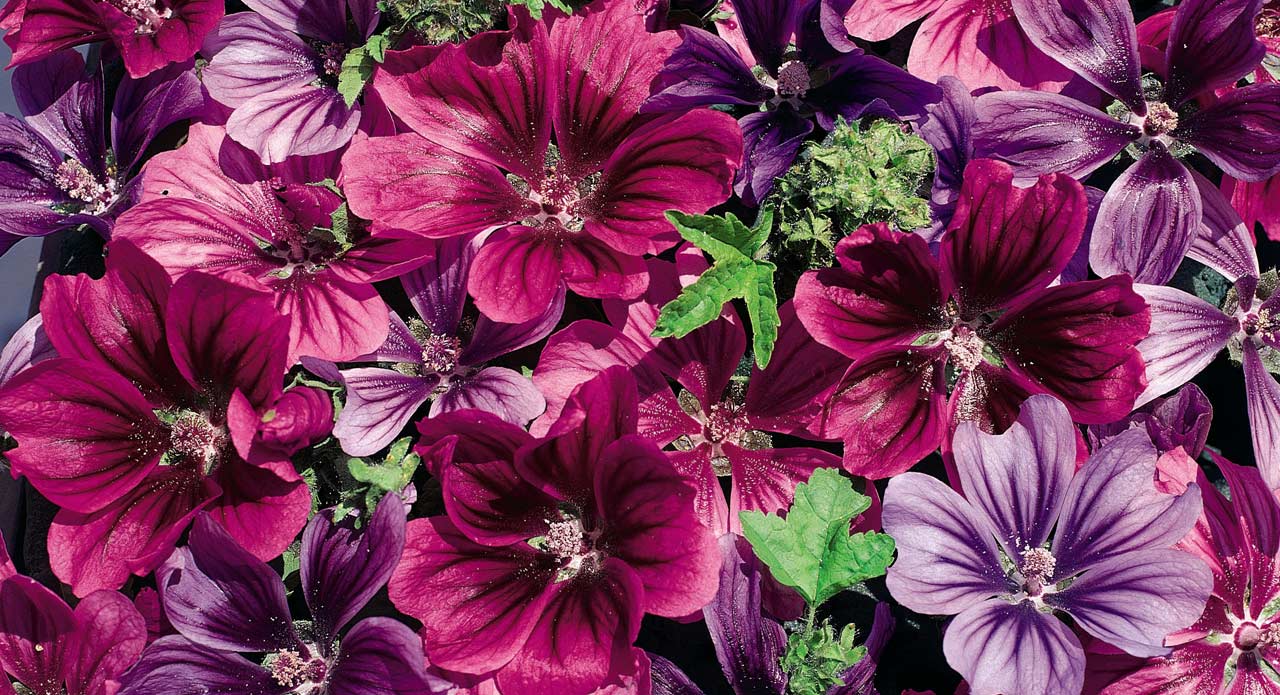 Malva Flower Seeds Seed Specalist In Essex UK Kings Seeds