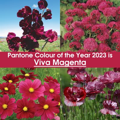 Pantone Colour of the Year: Viva Magenta - Landscape Ontario