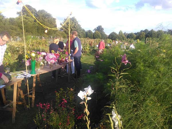 coggeshall-allotment-as-dug-competition3.jpg