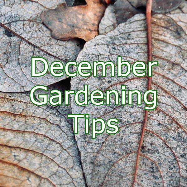 december-gardening-jobs.jpg