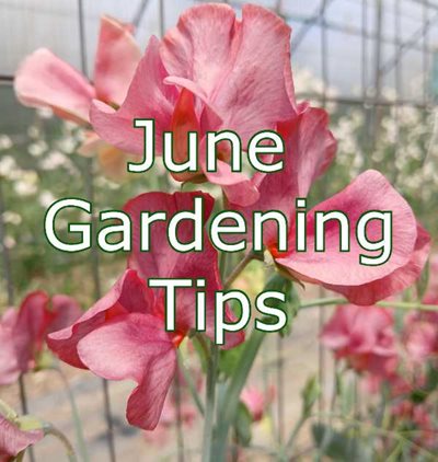 june-gardening-tips.jpg