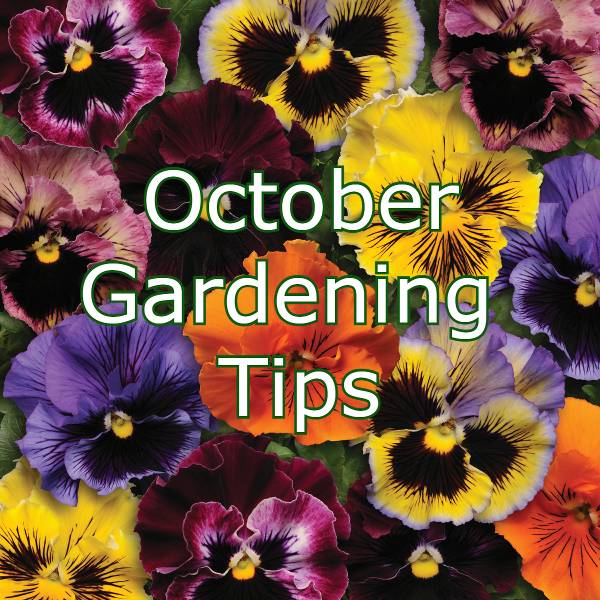 october-gardening-tips.jpg