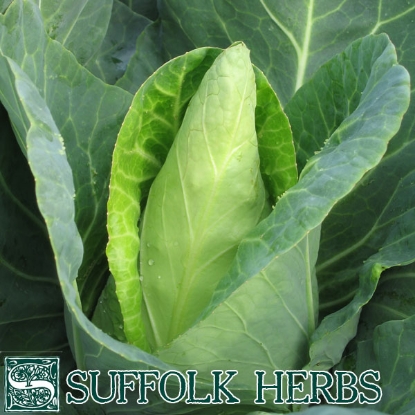 Picture of Cabbage Caraflex F1 ORGANIC SEED