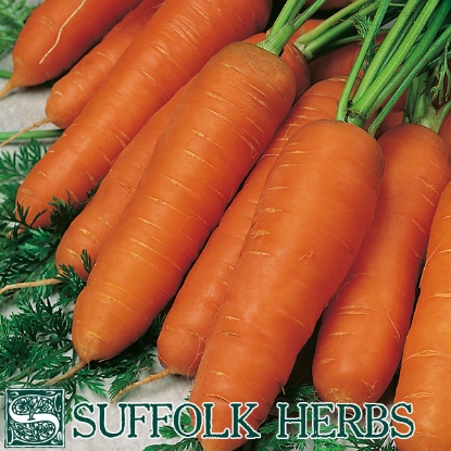 Picture of Carrot Resistafly (Tozresis) F1 ORGANIC SEED