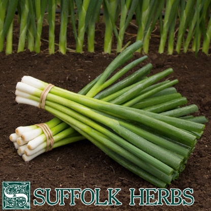 Picture of Spring Onion Parade Organic Seed