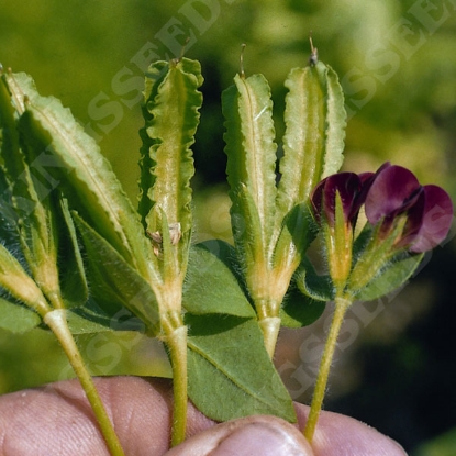 Picture of Asparagus Pea