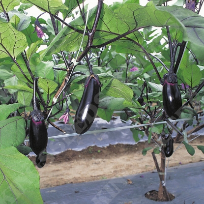 Picture of Aubergine Moneymaker F1 (Solanum melongena)