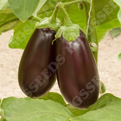 Picture of Aubergine Genie F1