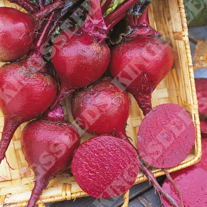 Picture of Beetroot Crimson King Large Grower Pack