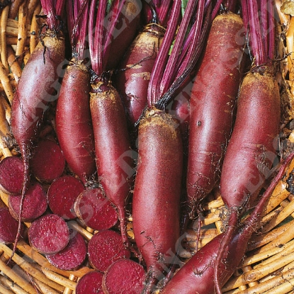 Picture of Beetroot Cylindra Large Growers Pack