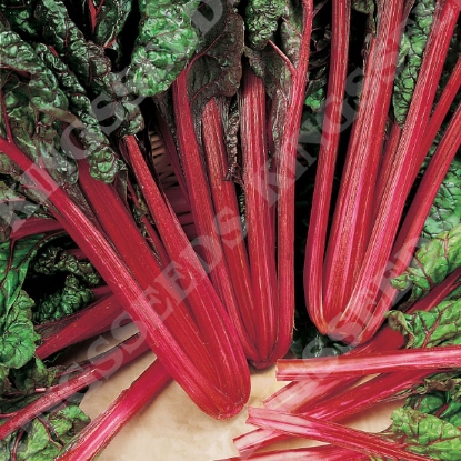 Picture of Leaf Beet Rhubarb Chard (Award of Garden Merit)