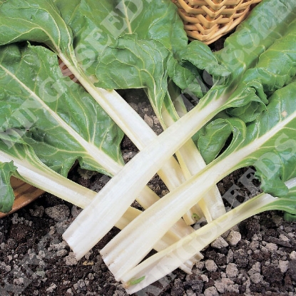 Picture of Leaf Beet Swiss Chard