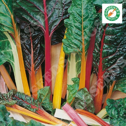 Picture of Leaf Beet Rainbow Chard