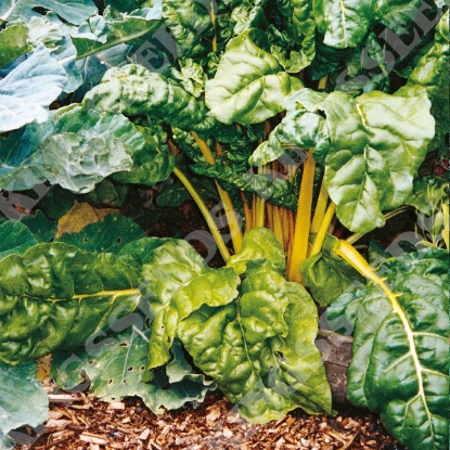 Picture of Leaf Beet Bright Yellow Chard