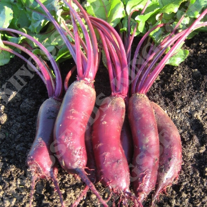 Picture of Beetroot Alto F1