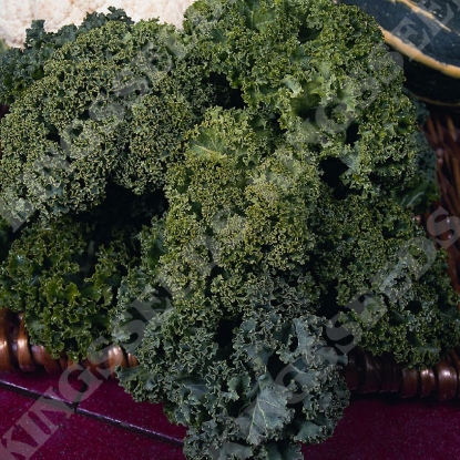 Picture of Borecole Dwarf Green Curled Kale (Award of Garden Merit)