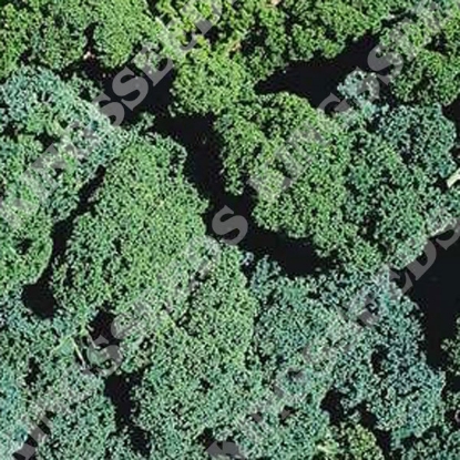 Picture of Borecole Winterbor Kale F1 (Award of Garden Merit)