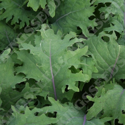 Picture of Borecole Red Russian Kale (Award of Garden Merit)