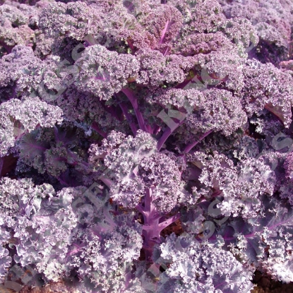 Picture of Borecole Scarlet Kale