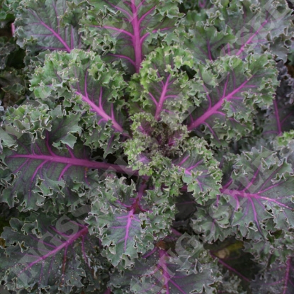 Picture of Kale Midnight Sun