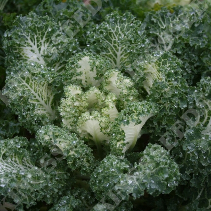 Picture of Kale Emerald Ice