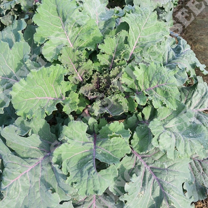 Picture of Kale Cottagers Seeds