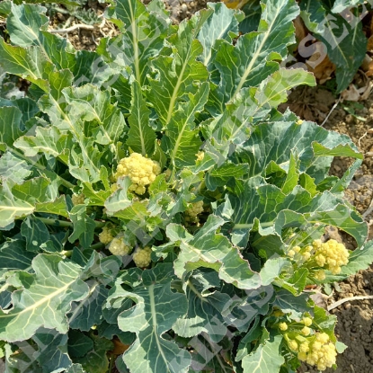 Picture of Broccoli Nine Star Perennial