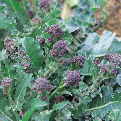 Picture of Broccoli Purple Sprouting Early