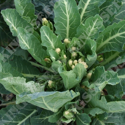 Picture of Broccoli White Eye (White Sprouting)