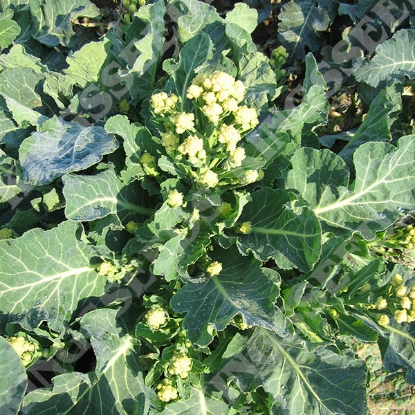 Picture of Broccoli Sprouting Burbank F1