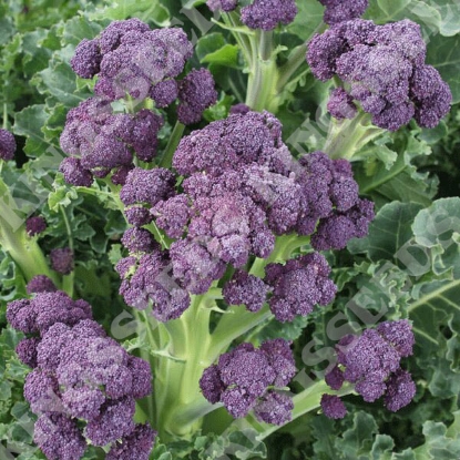 Picture of Broccoli Purple Sprouting Claret F1