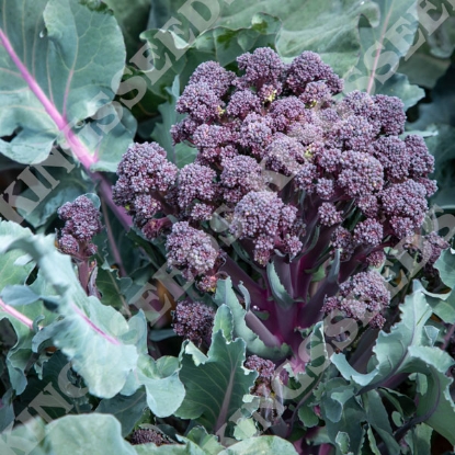 Picture of Broccoli Purple Sprouting Tyrian F1