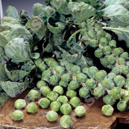 Picture of Brussels Sprout Maximus F1 (Award of Garden Merit)