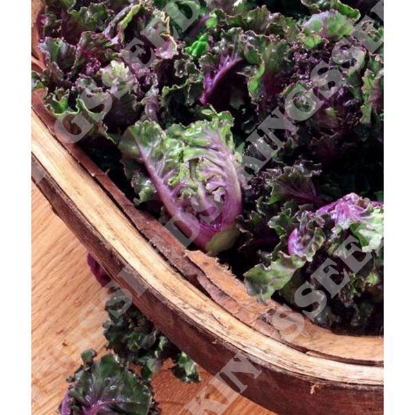 Picture of Flower Sprout Petit Posi Kalettes