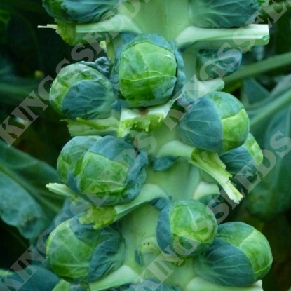 Picture of Brussels Sprout Brodie F1