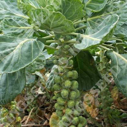 Picture of Brussels Sprout Long Island