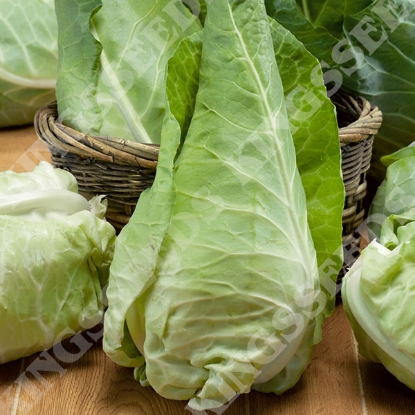 Picture of Cabbage April