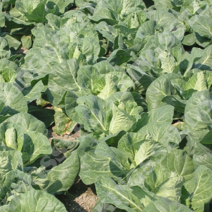 Picture of Cabbage Regency F1 (RHS Award of Garden Merit)