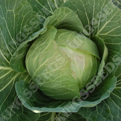 Picture of Cabbage Cabbice F1 (RHS Award of Garden Merit)