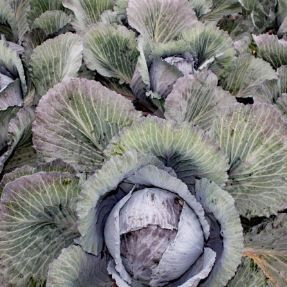 Picture of Cabbage Red Lodero F1