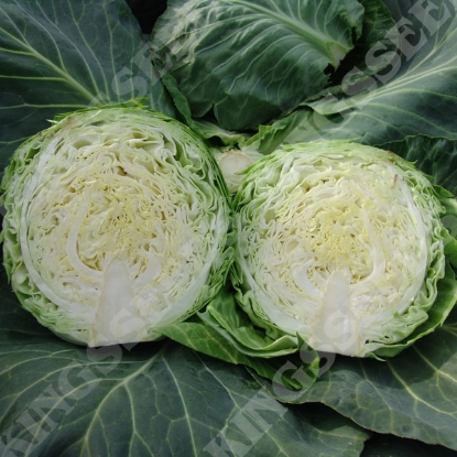 Picture of SALE - Cabbage Kalibro F1