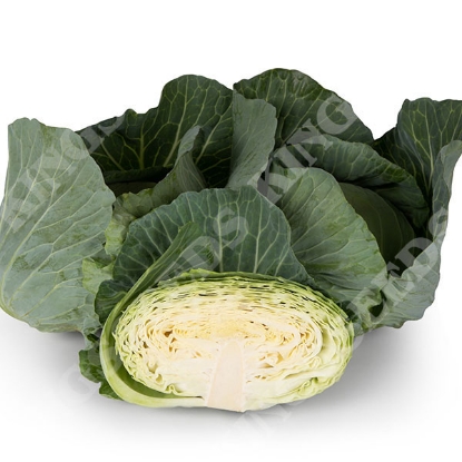 Picture of Cabbage Felicity F1