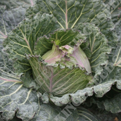 Picture of Cabbage January King Marabel F1